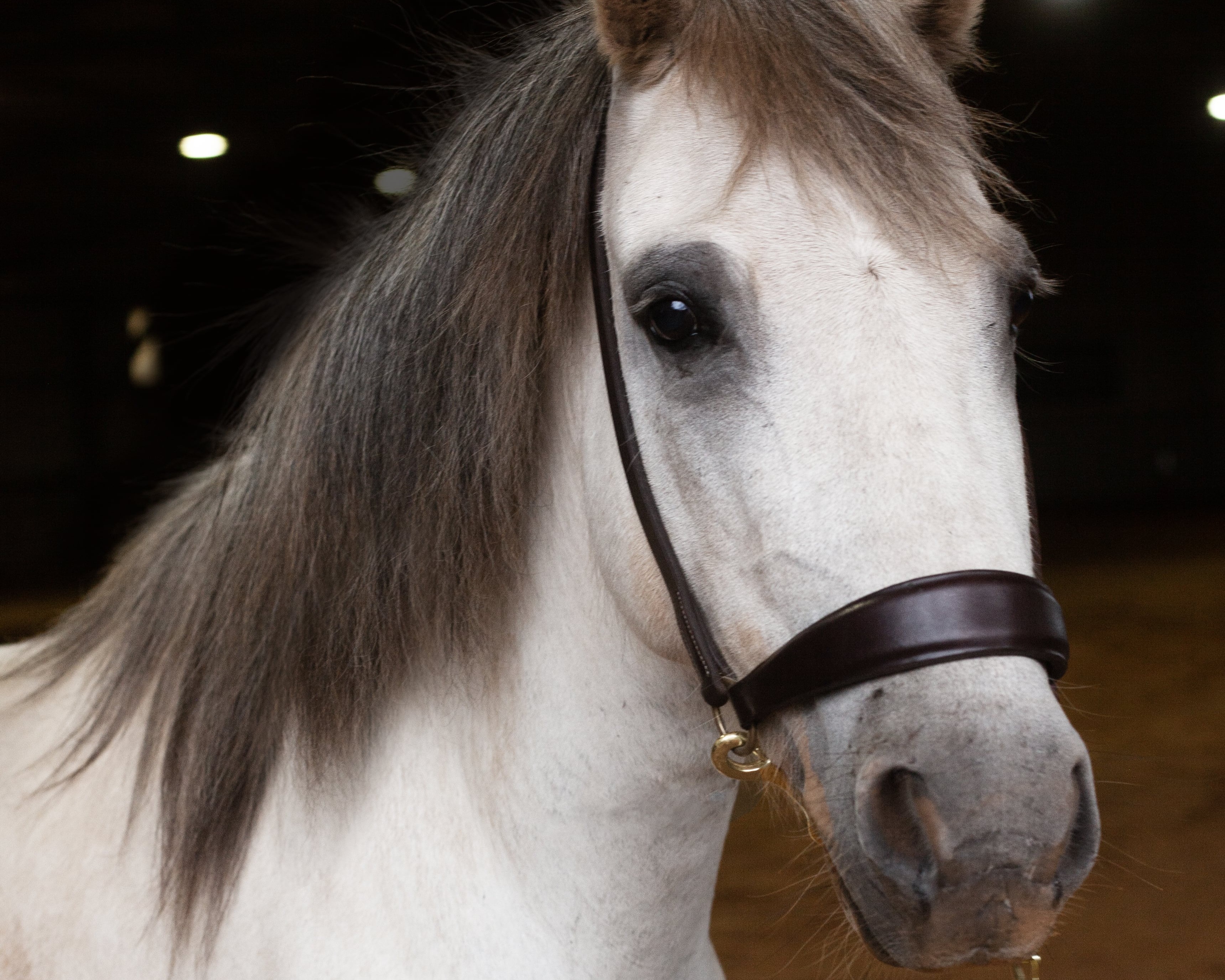 Close-up of a white horse with dark mane wearing a leather halter indoors.