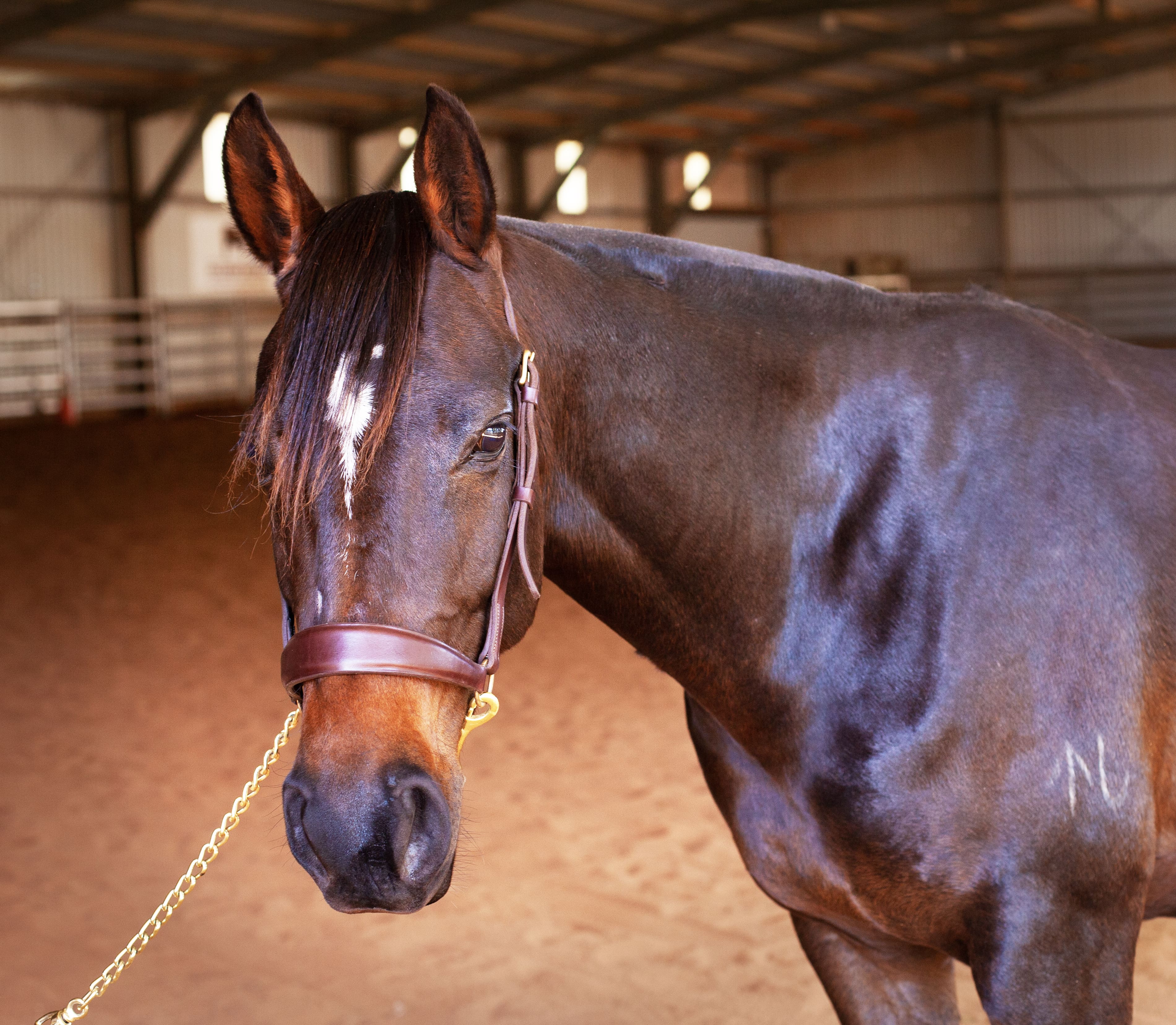 Close-up of a brown horse with a white star-shaped marking on its forehead, wearing a leather halter and standing indoors.