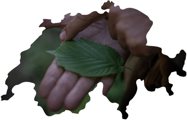 Hand hält ein grünes Blatt, eingefügt in die Umrisse der Schweiz.