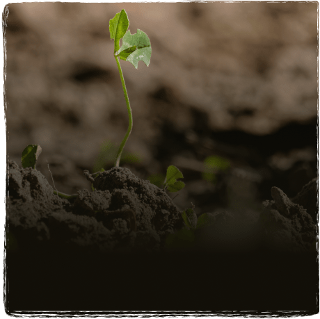 Junges grünes Pflänzchen wächst aus dunkler, feuchter Erde.