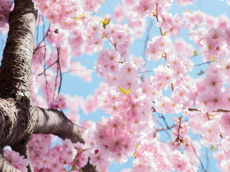 Kemble at home  - 30 years of experience