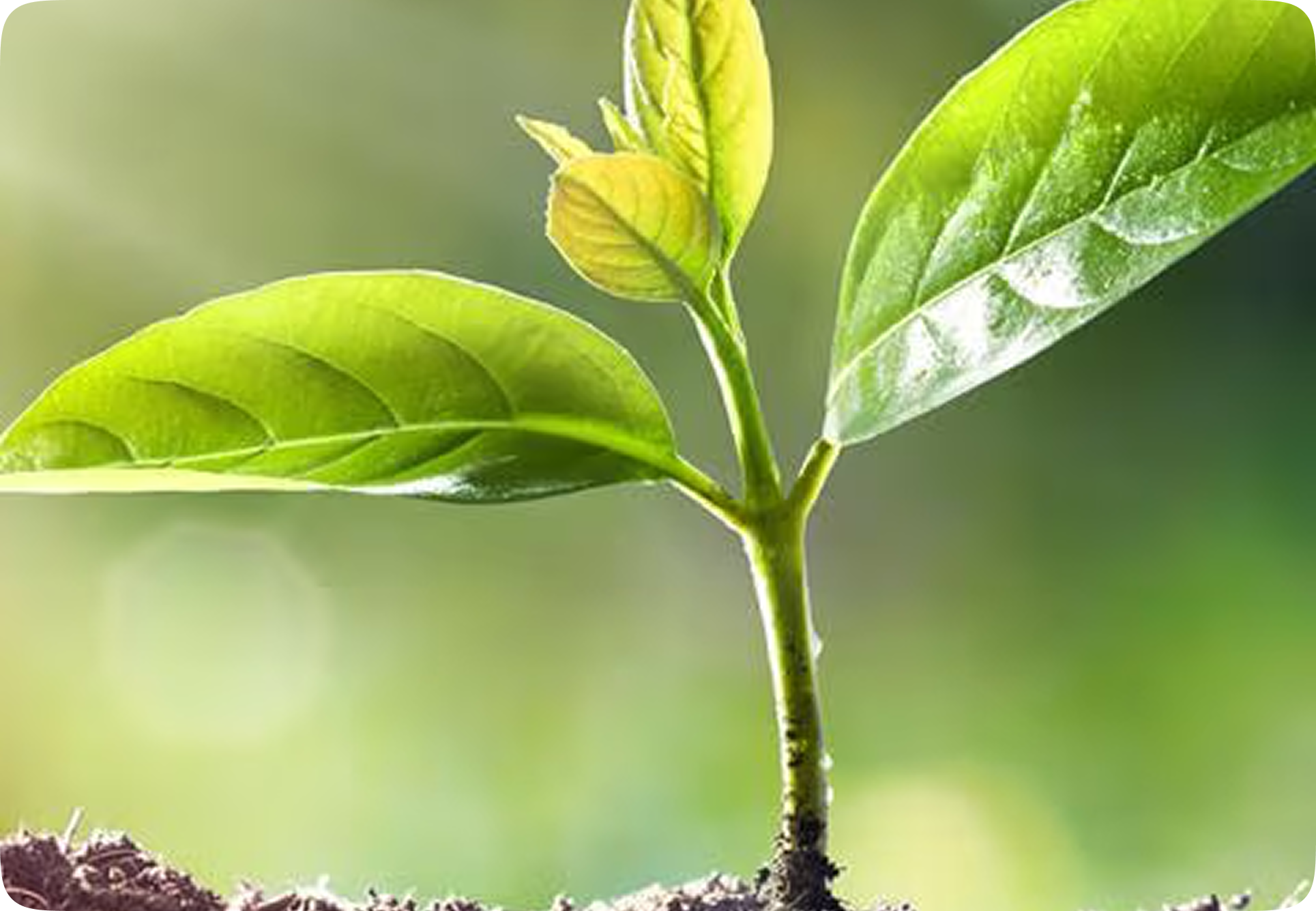 Shift Your Negative Thoughts and Break Free from Yo-Yo Dieting