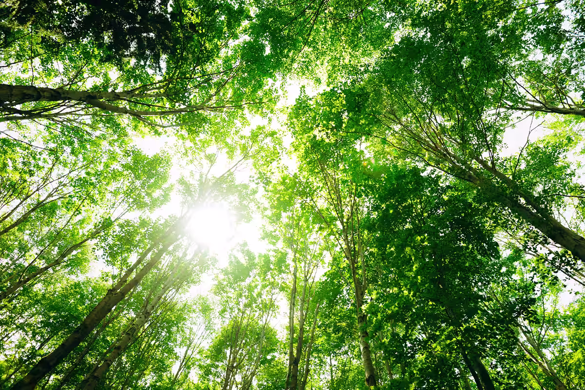 We Begin Our Sustainability Journey