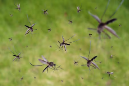 mosquitoes flying