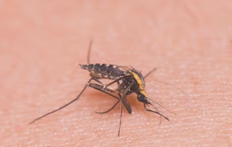 mosquito biting persons arm
