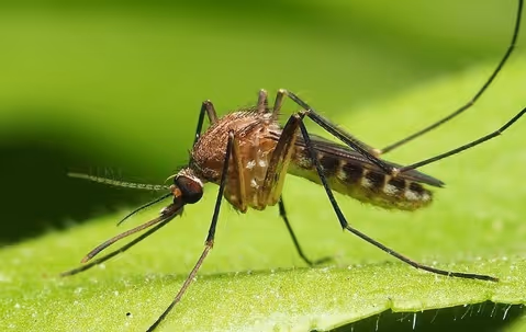 mosquito on a leaf in decatur, ga yard