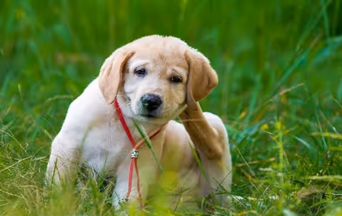 dog scratching from mosquito bites in roswell yard