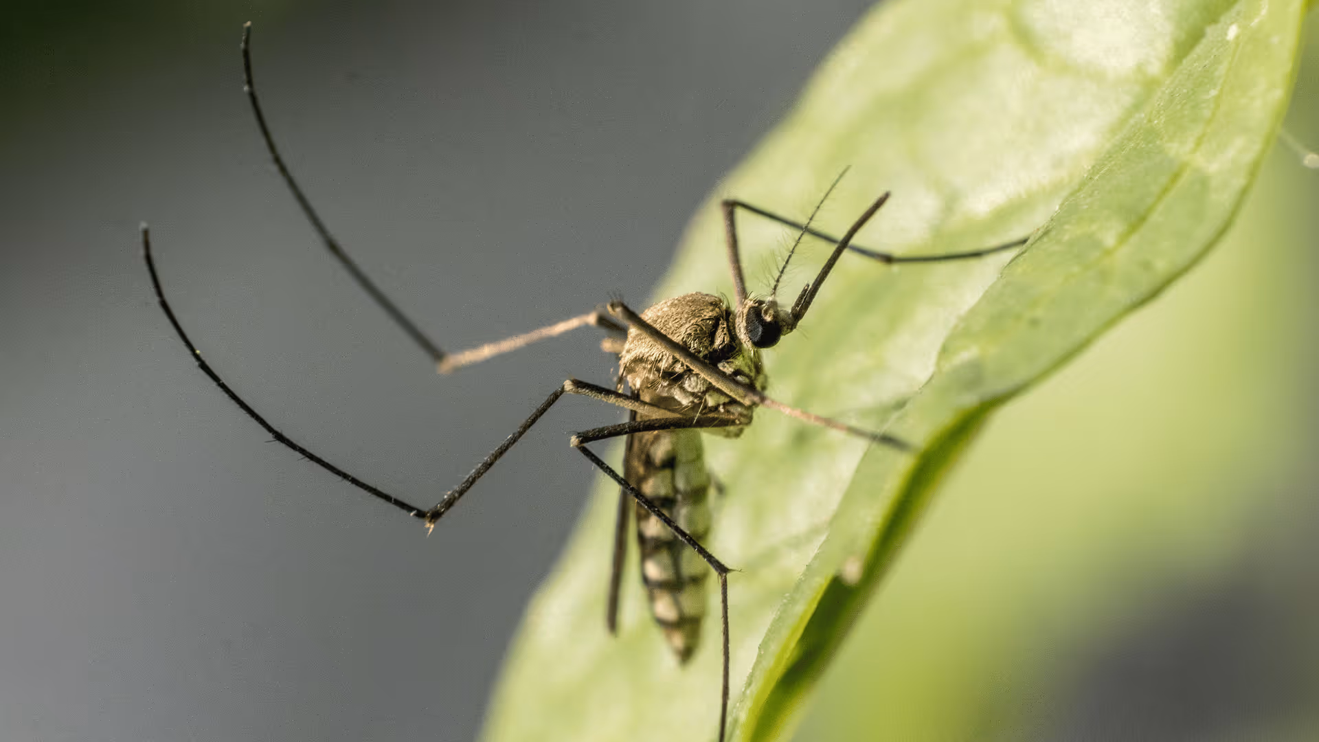 close up of mosquito on a leaf