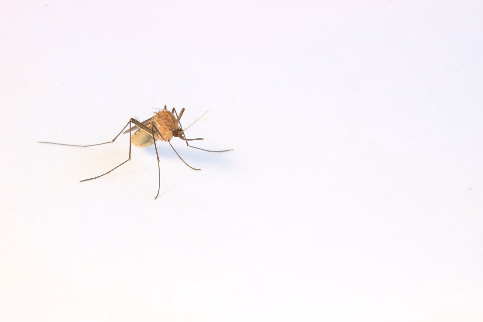 Close-up of a mosquito on a light background