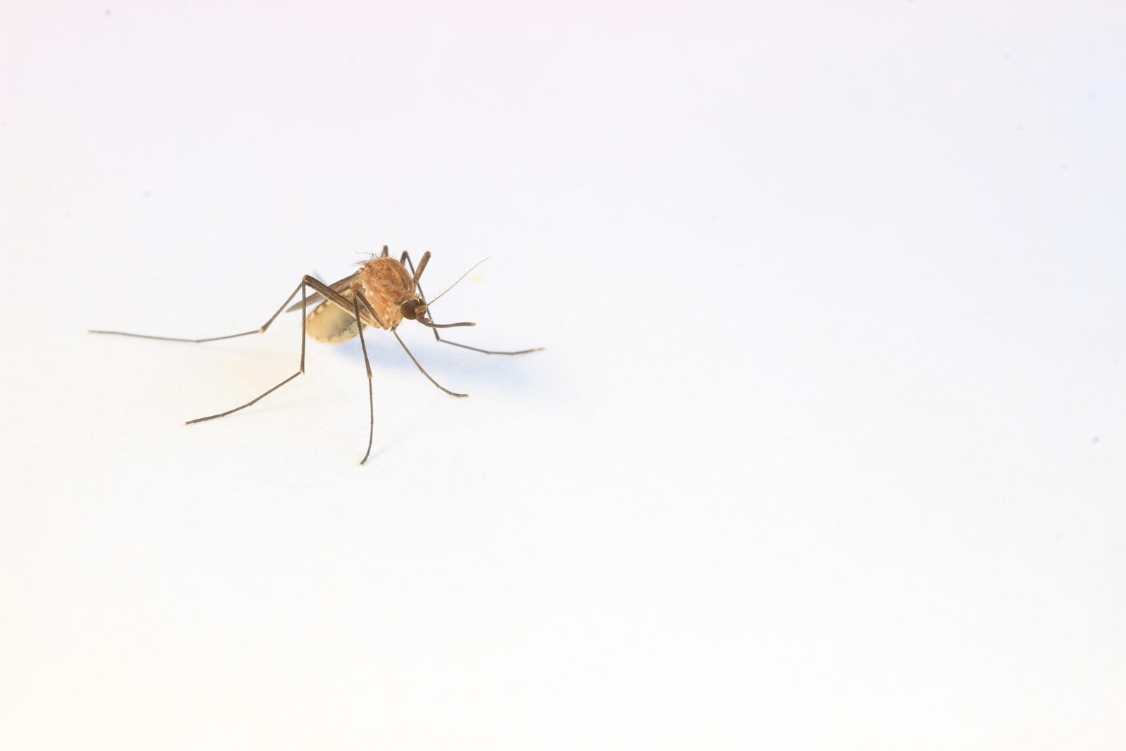 Close-up of a mosquito on a light background