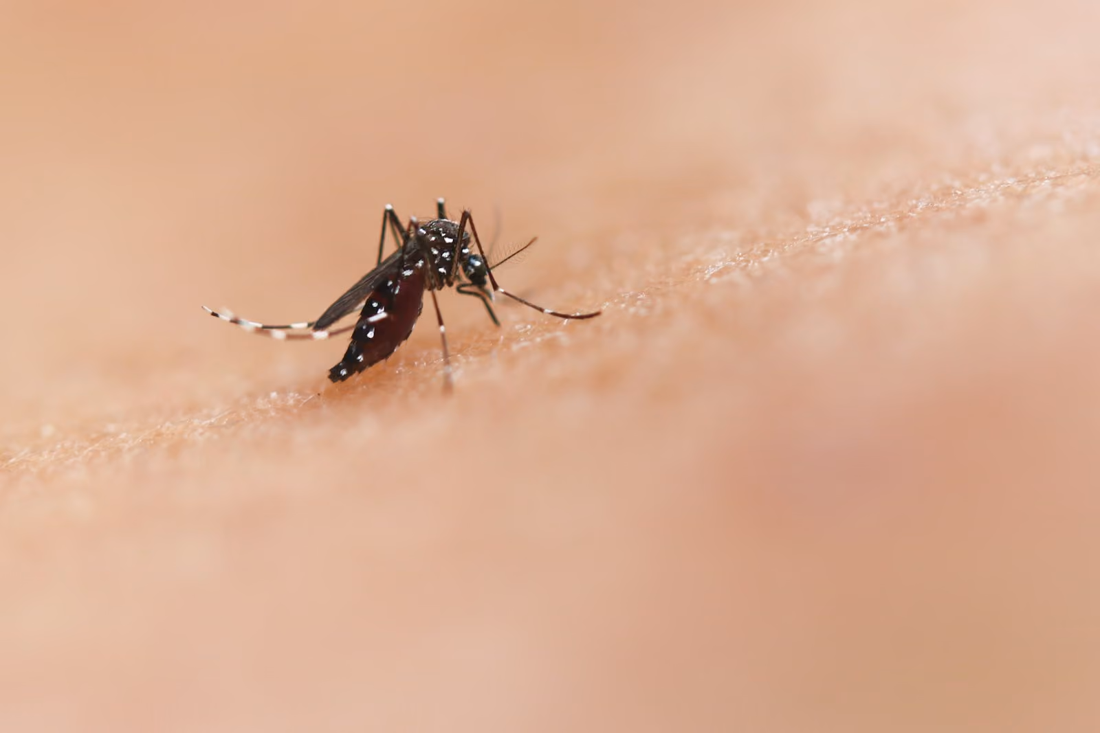 Close-up of a mosquito feeding on human skin