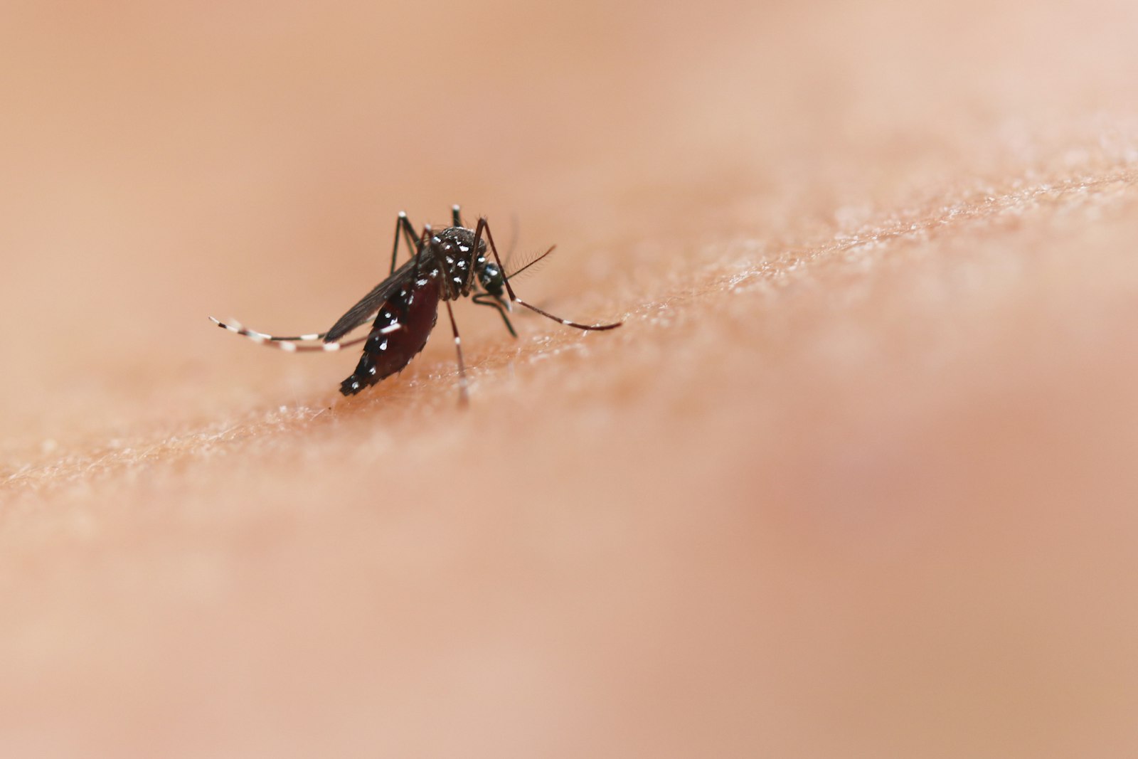 Close-up of a mosquito feeding on human skin