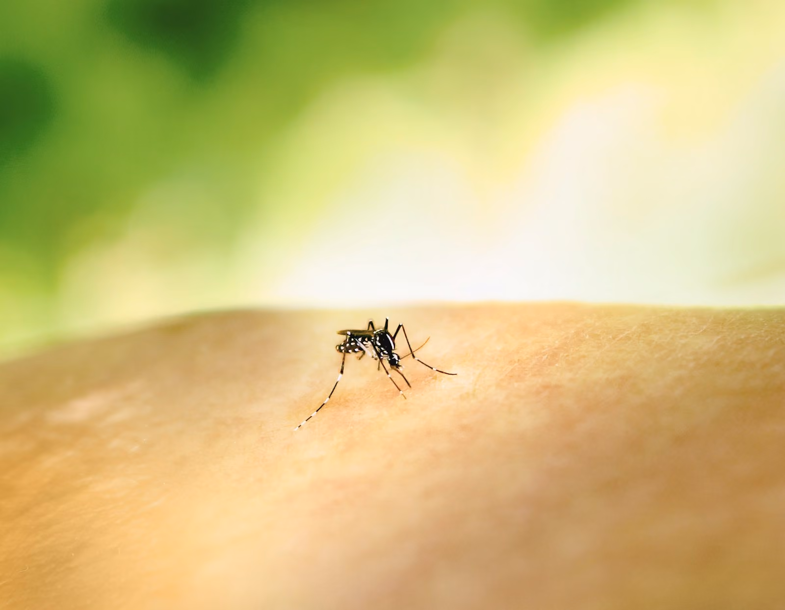 Mosquito crawling on the skin of an arm