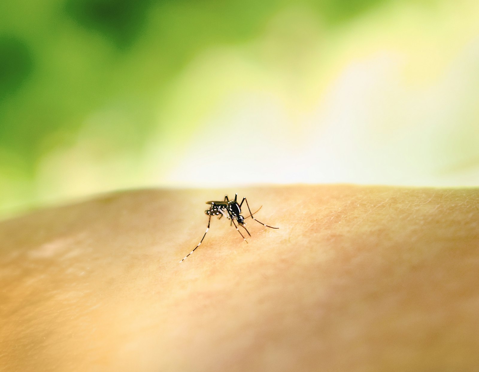 Mosquito crawling on the skin of an arm