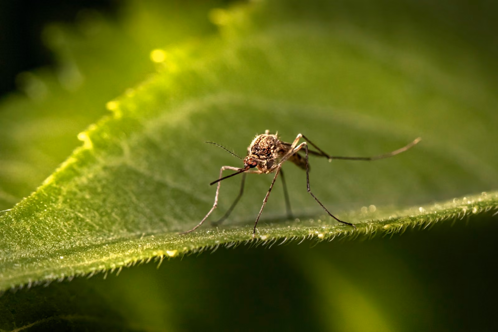Mosquito resting on a green leaf