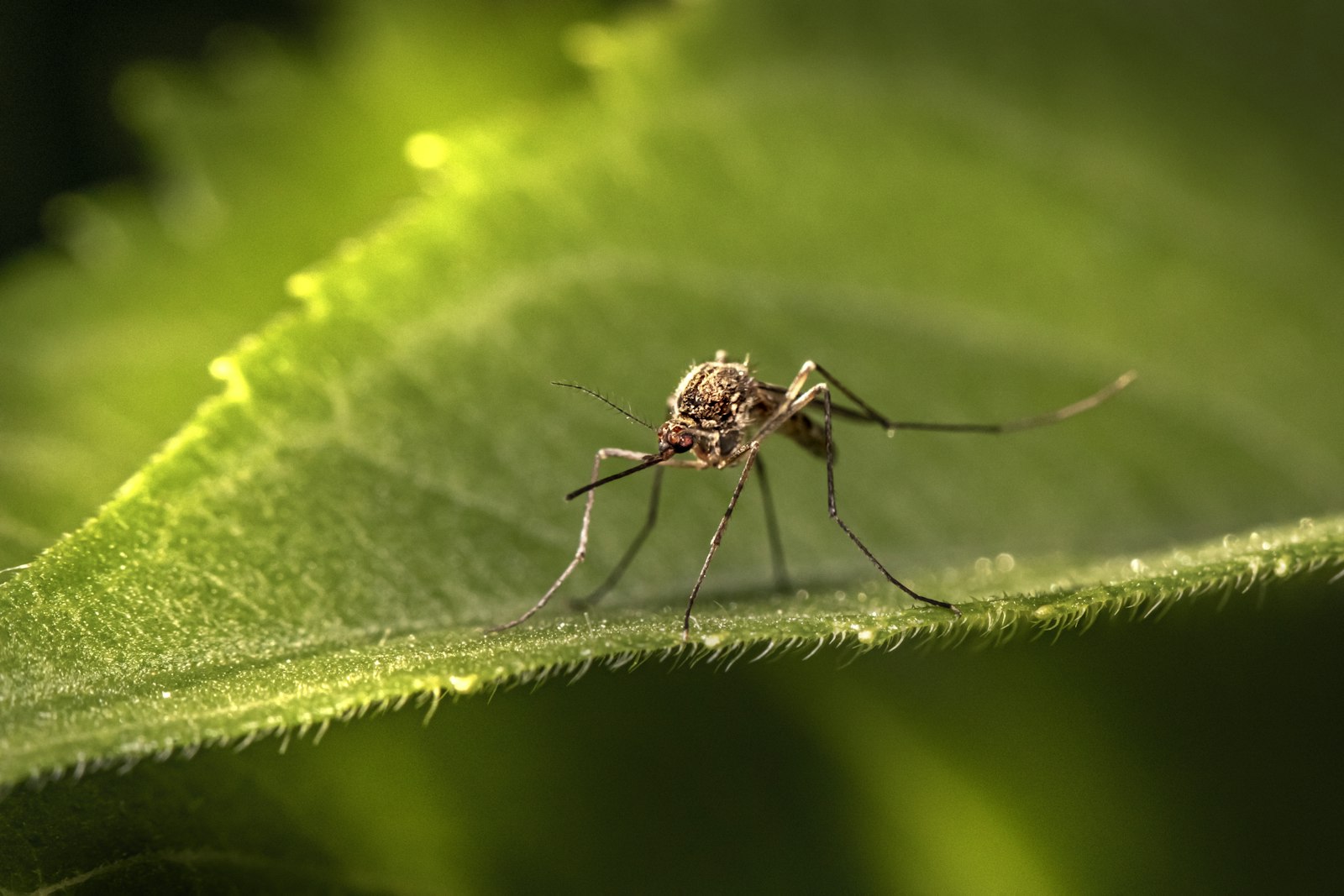 Mosquito resting on a green leaf