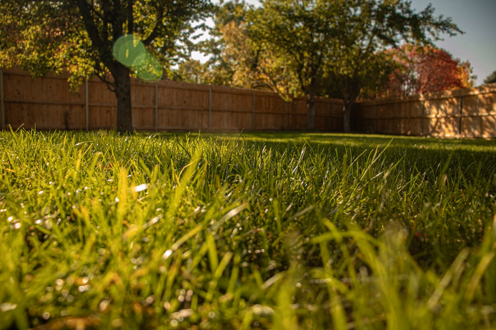 Grassy backyard with a shade tree and fence