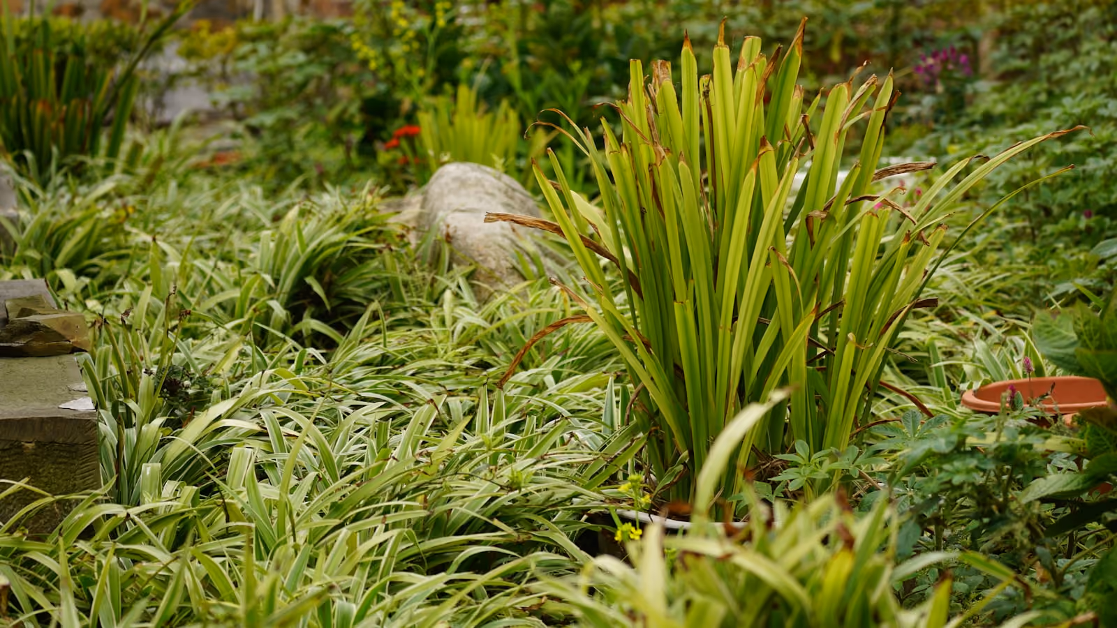 Lush green foliage where mosquitoes shelter
