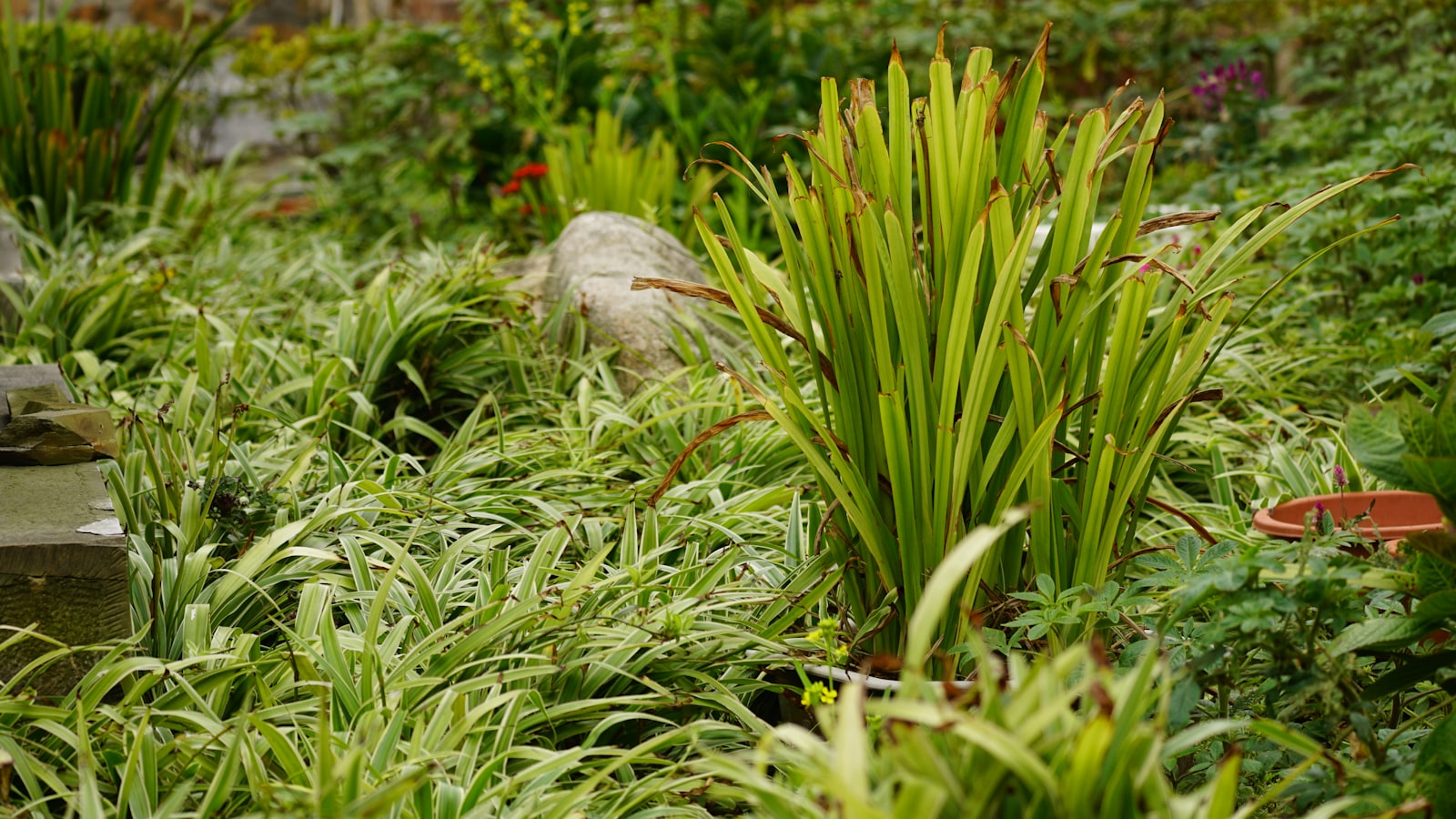 Lush green foliage where mosquitoes shelter