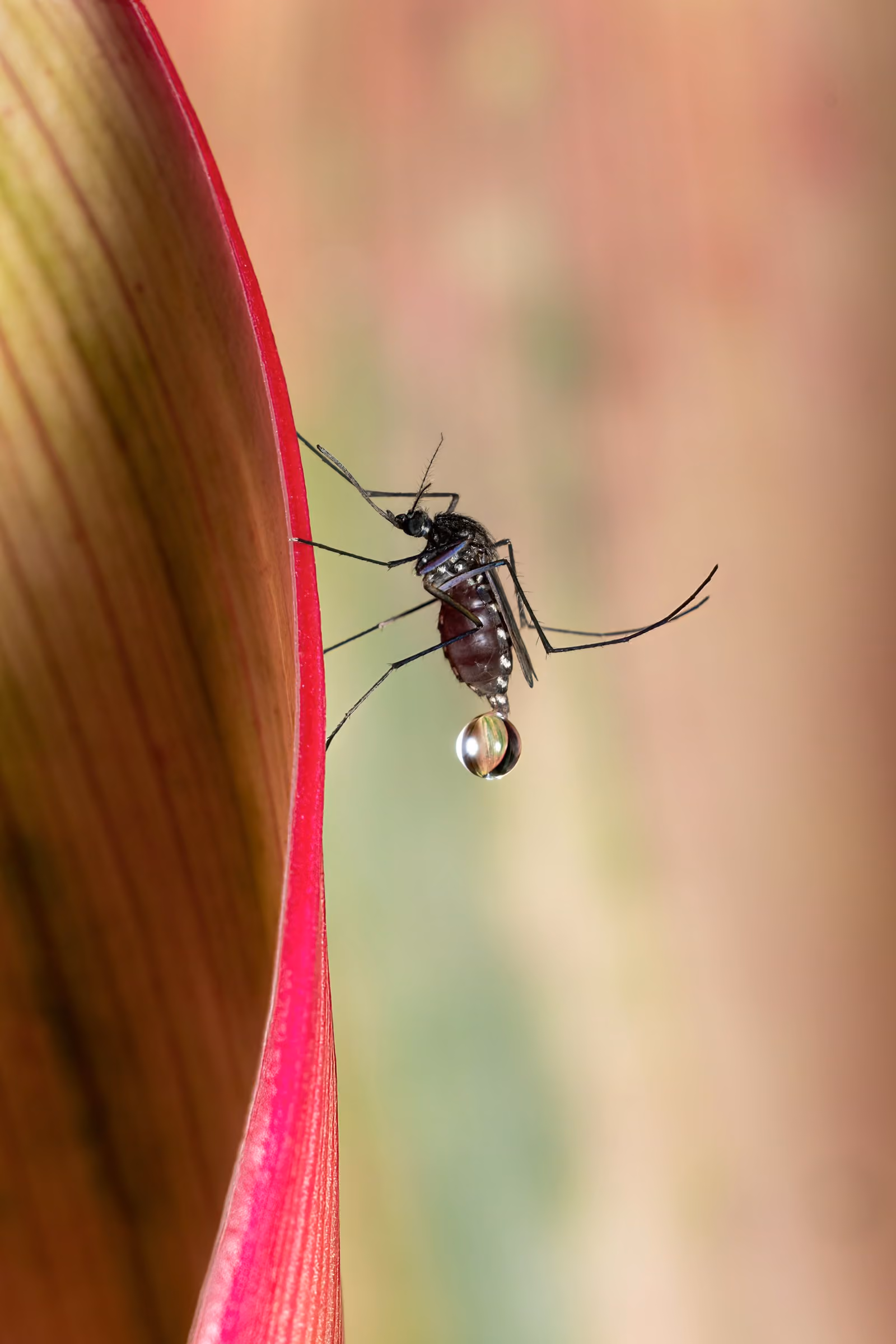 Mosquito on a flower among garden plants