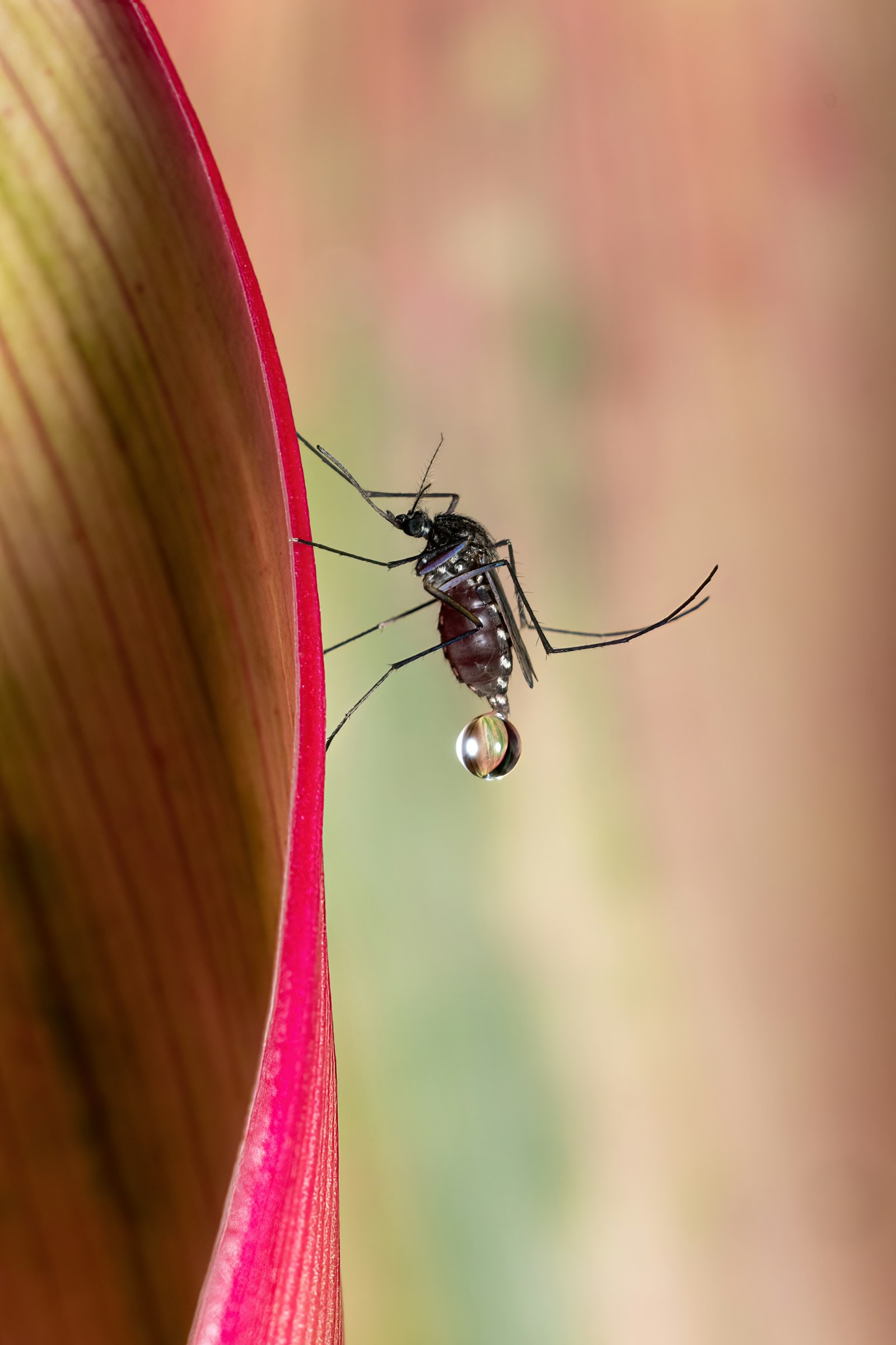 Mosquito on a flower among garden plants