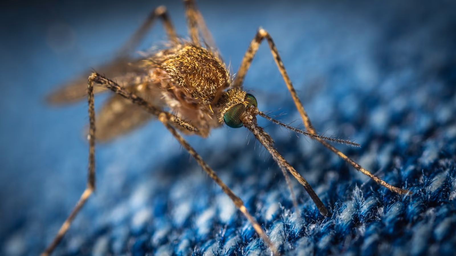 Detailed close-up of a mosquito