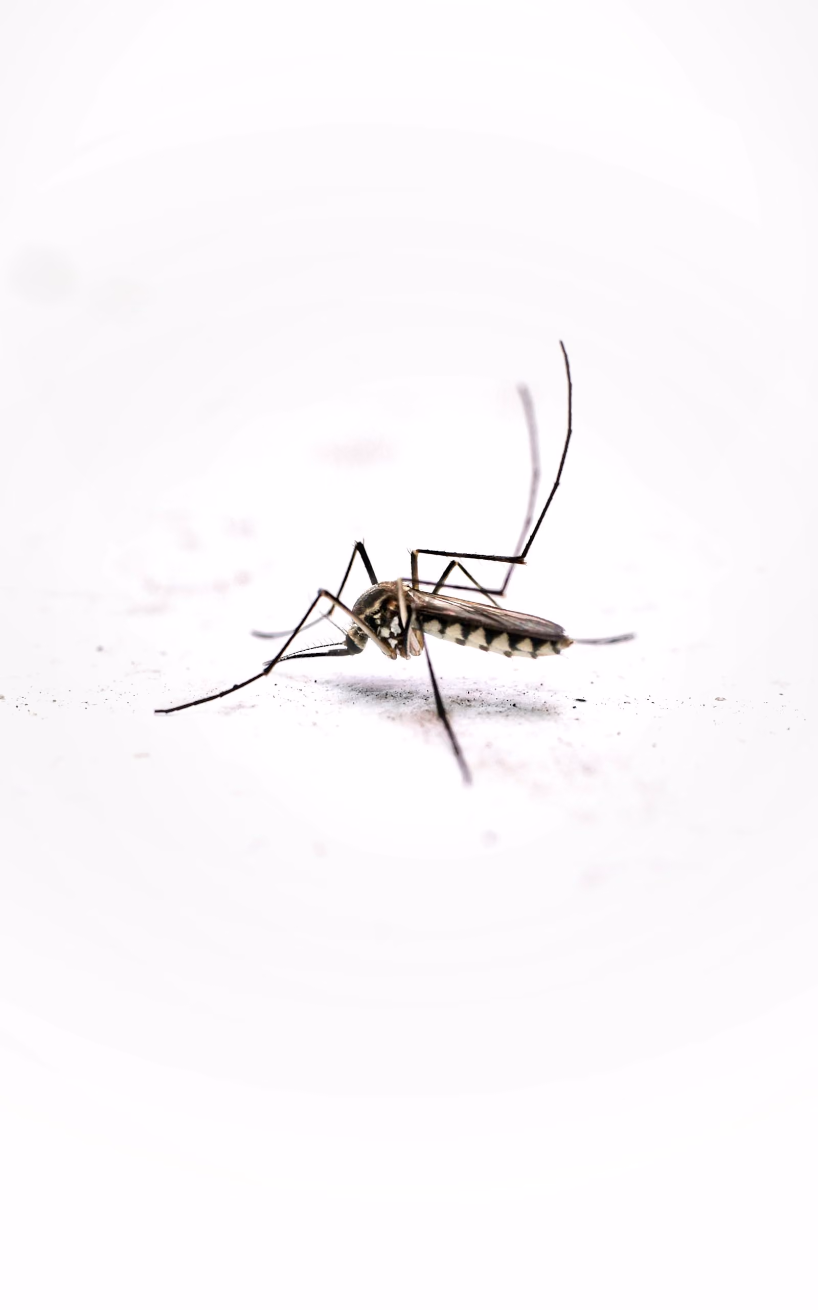 Close-up of a mosquito on a plain background