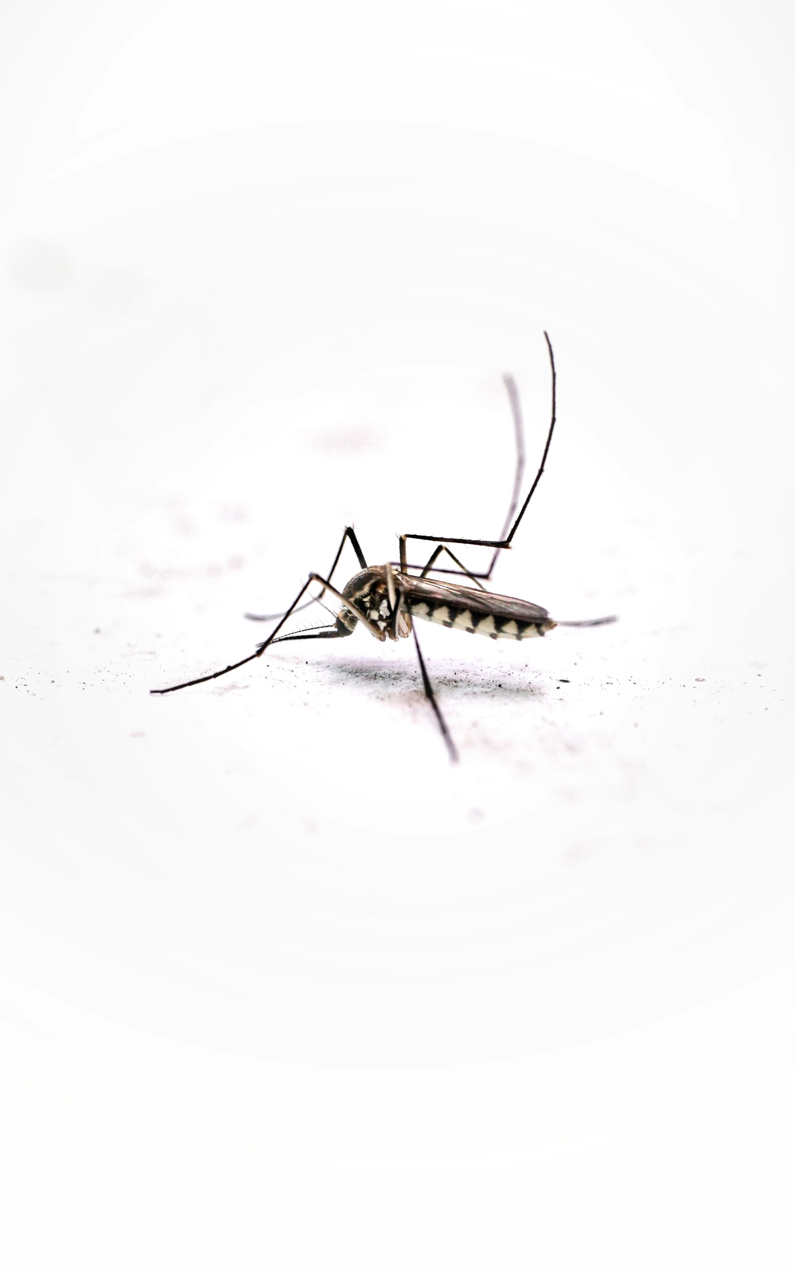 Close-up of a mosquito on a plain background