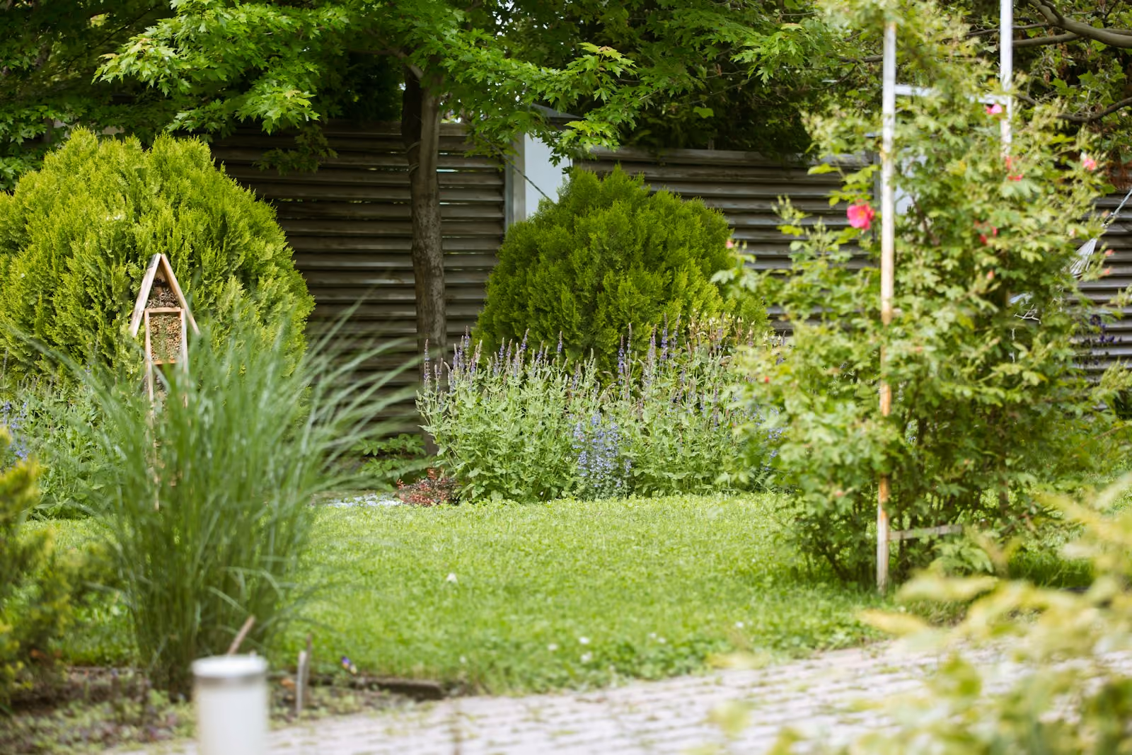 Green garden with plants and a stone path