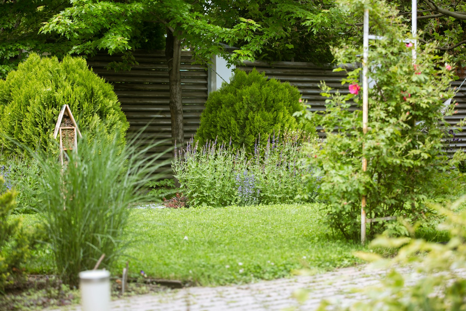Green garden with plants and a stone path