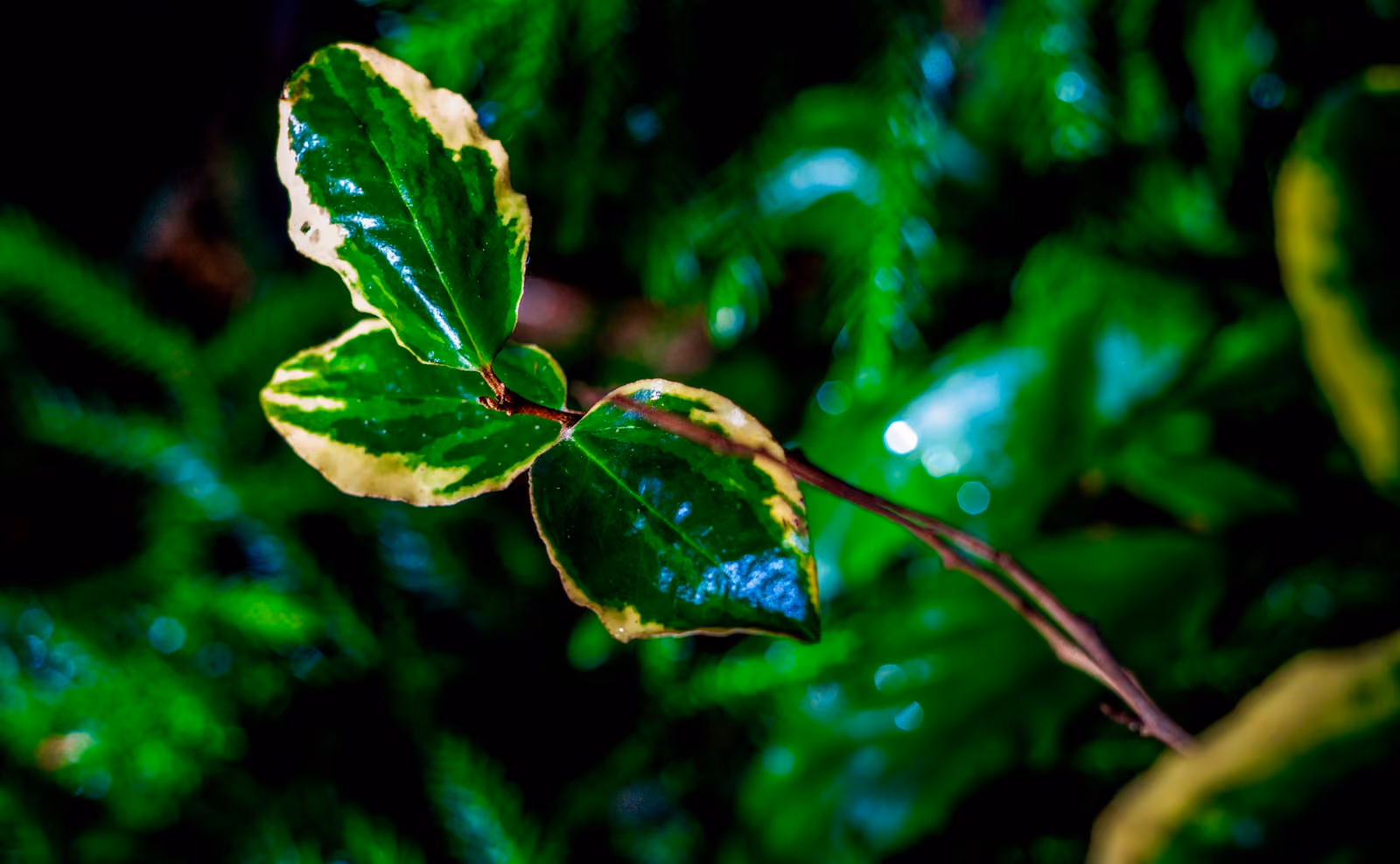 Close-up of a green leaf on a tree