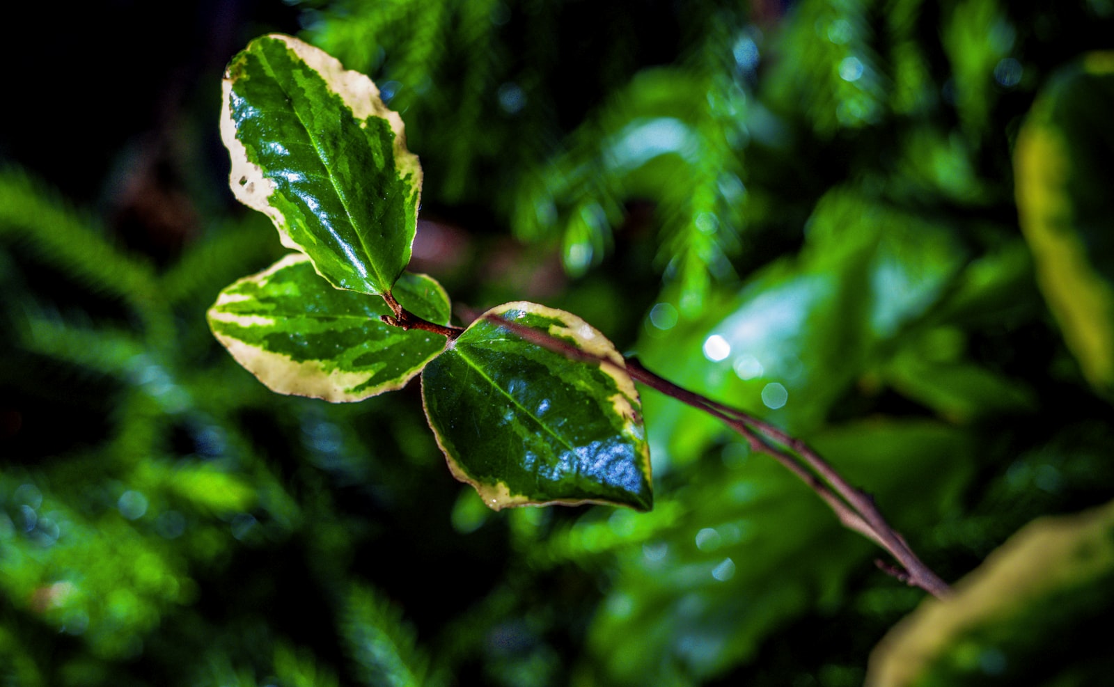 Close-up of a green leaf on a tree