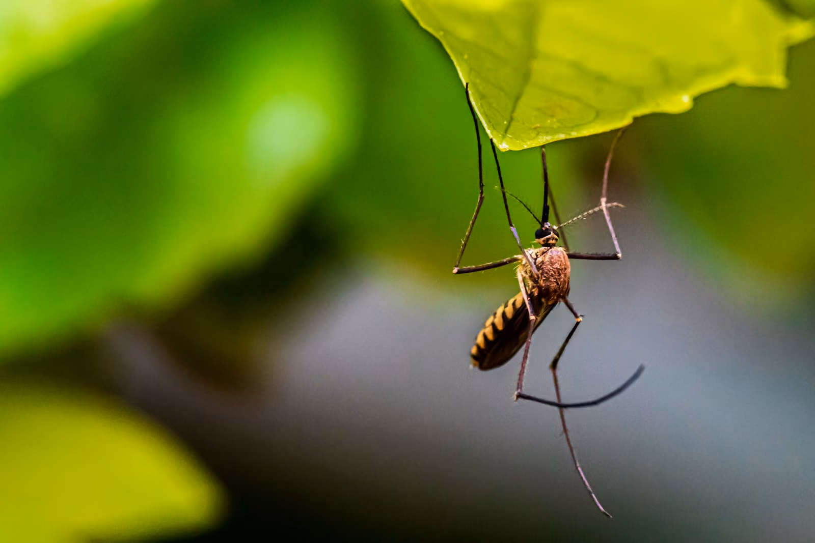 Detailed macro photo of a mosquito