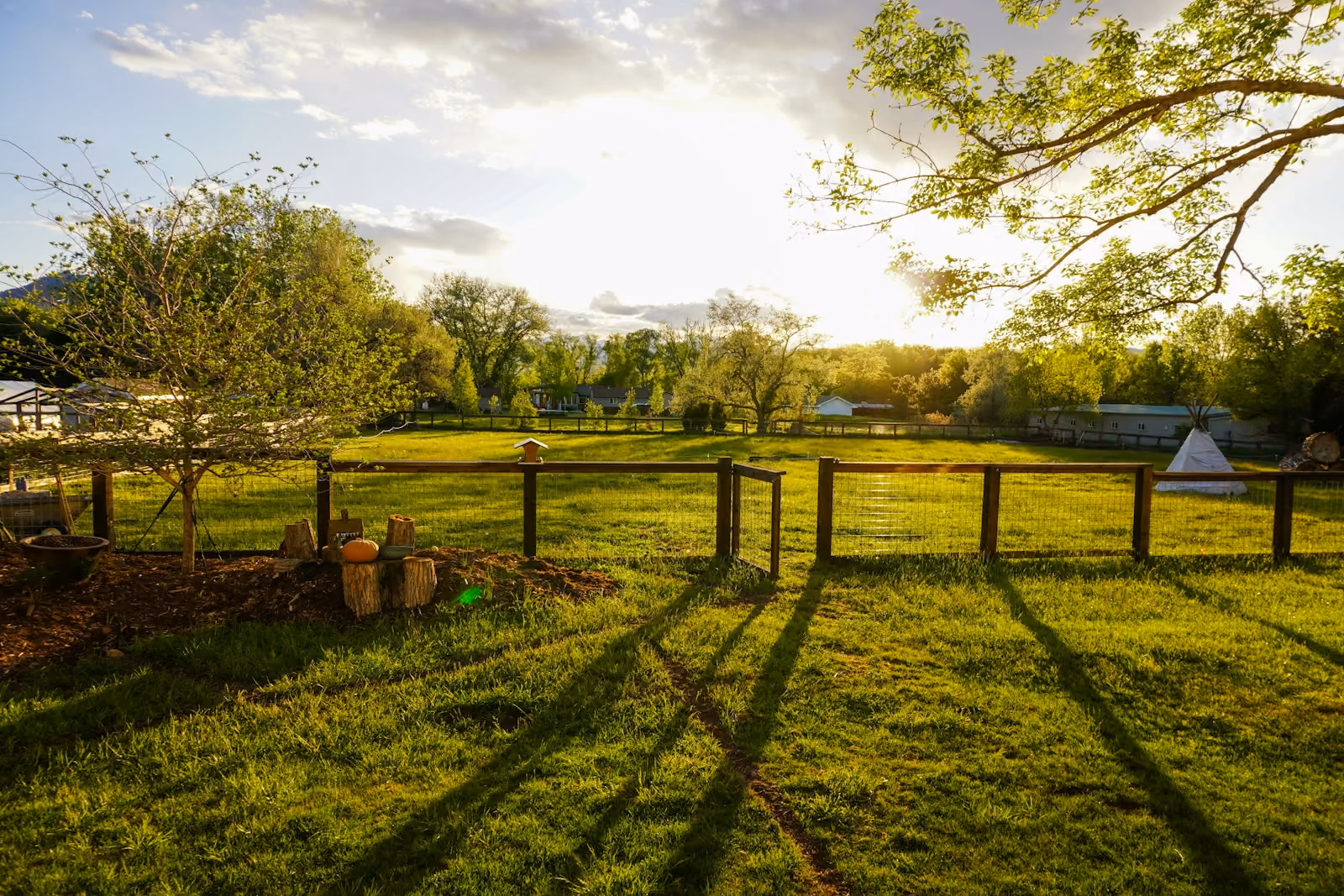 Green grass lawn with trees under a blue sky