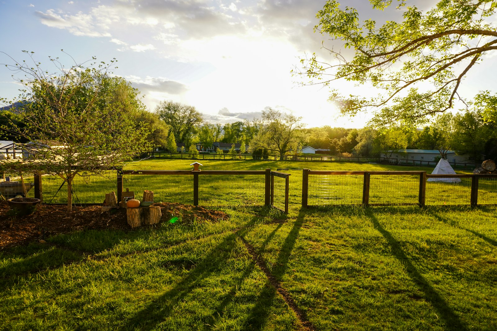 Green grass lawn with trees under a blue sky