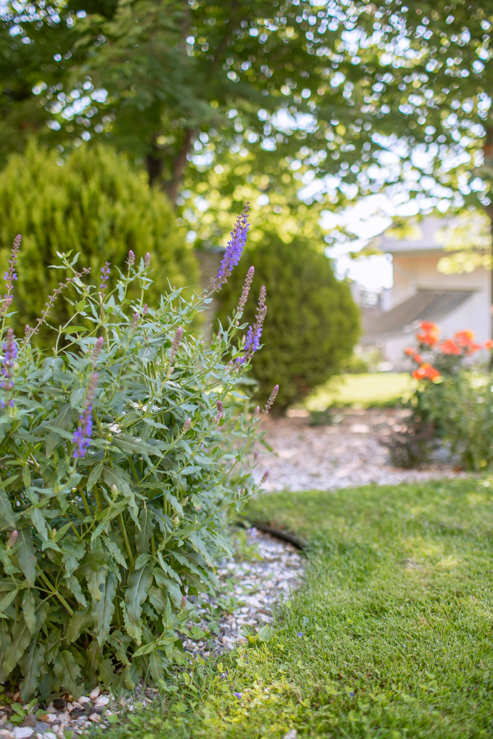 Garden with plants and flowers in bloom