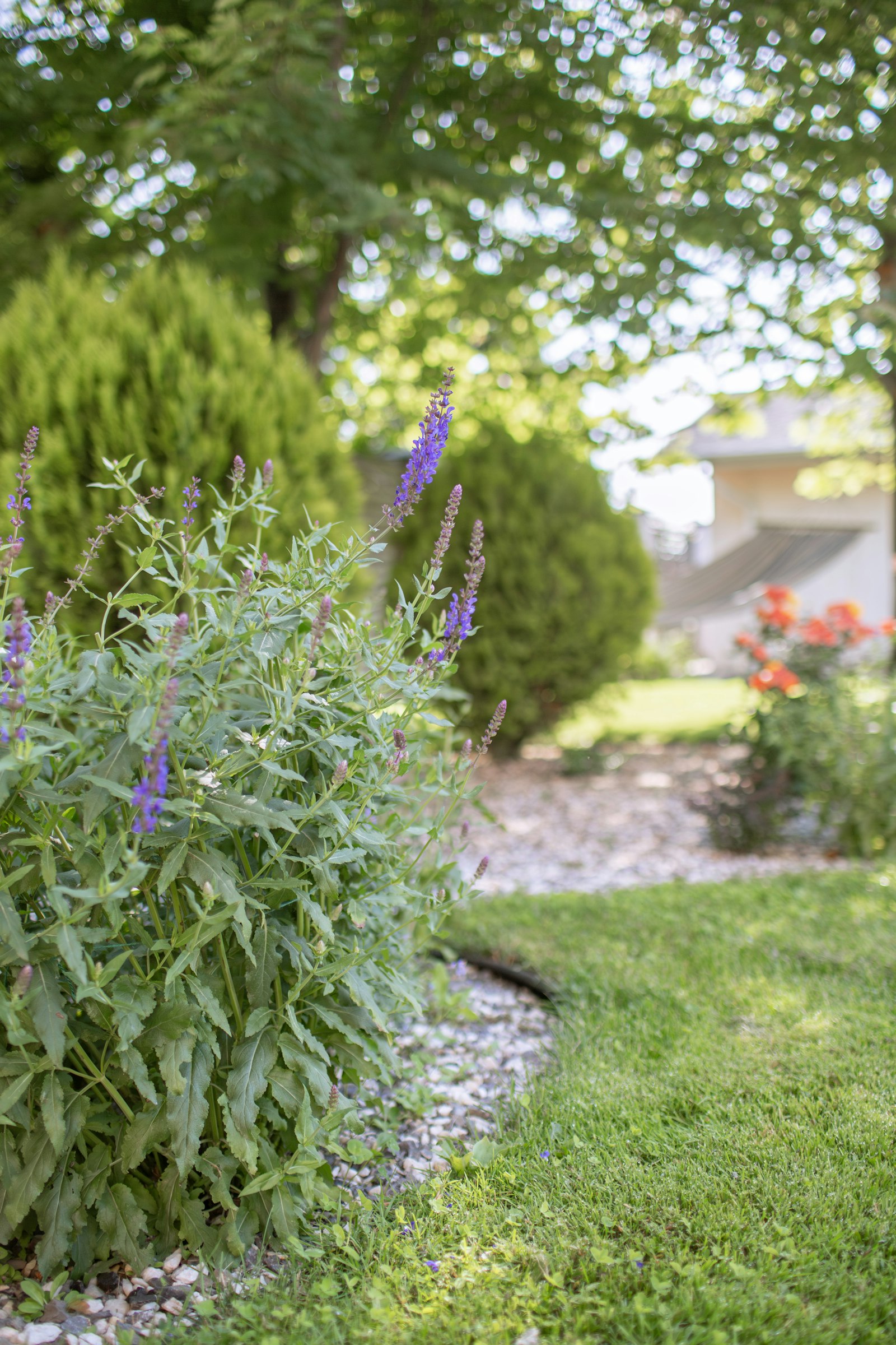 Garden with plants and flowers in bloom
