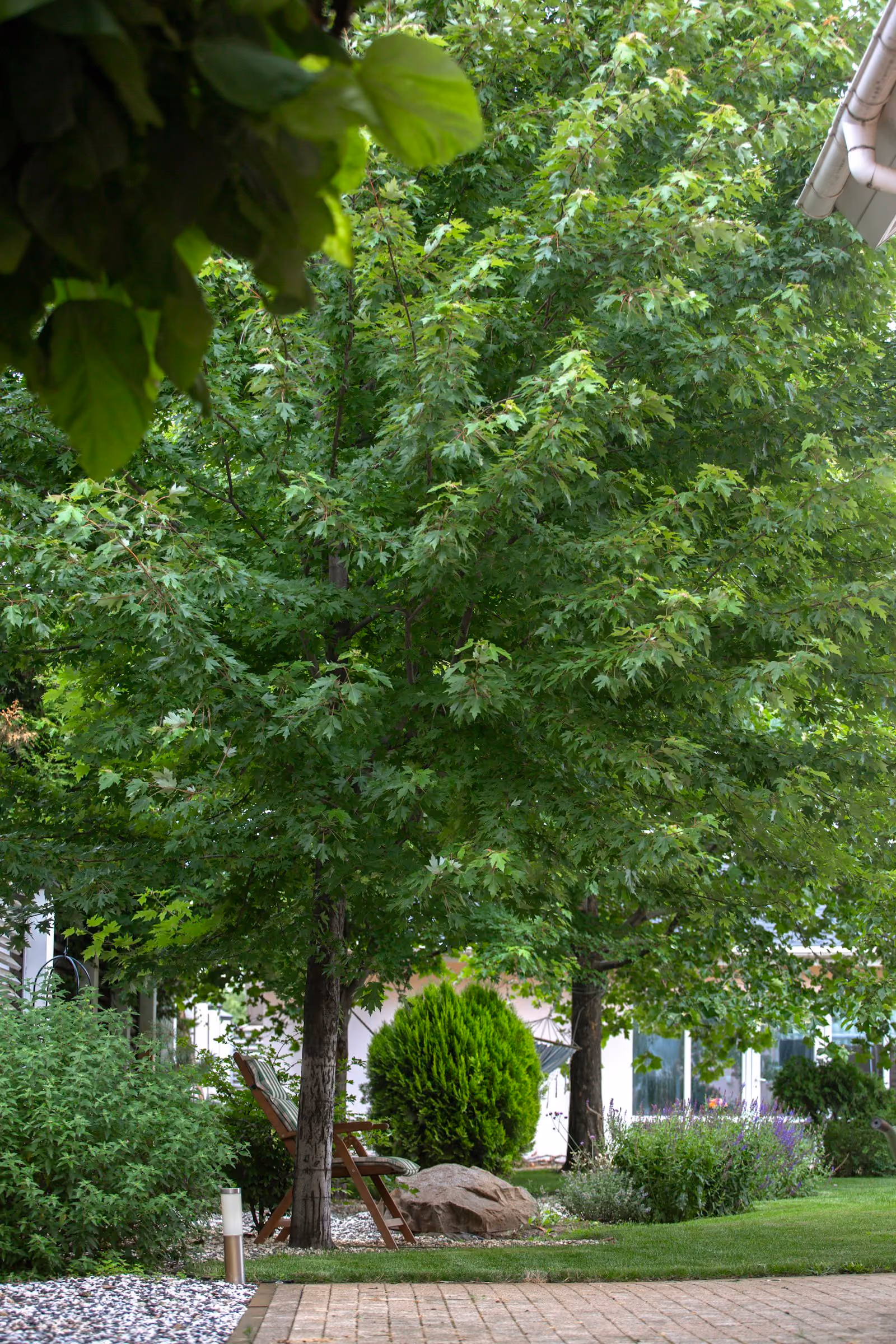 Lush green trees beside a home
