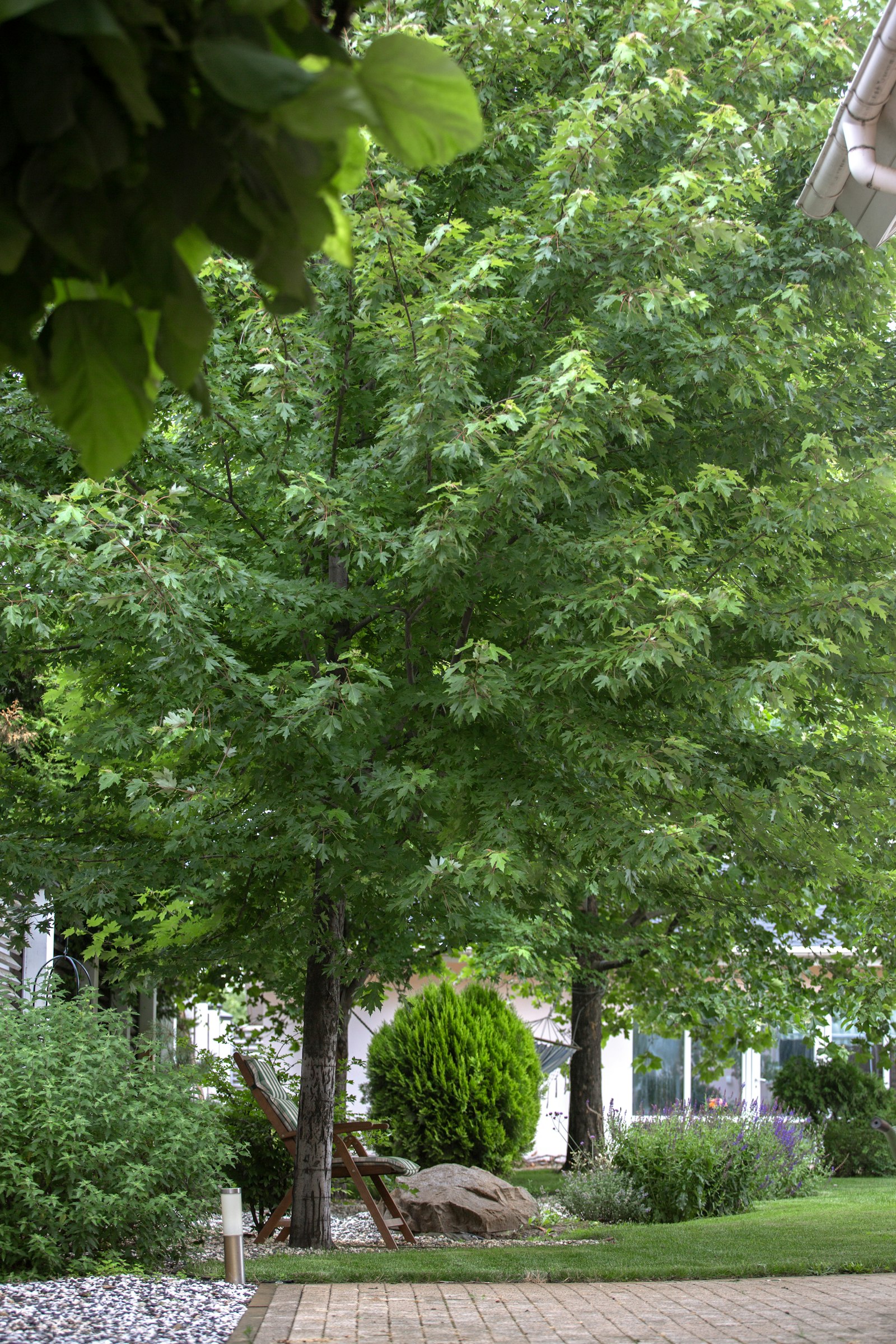 Lush green trees beside a home