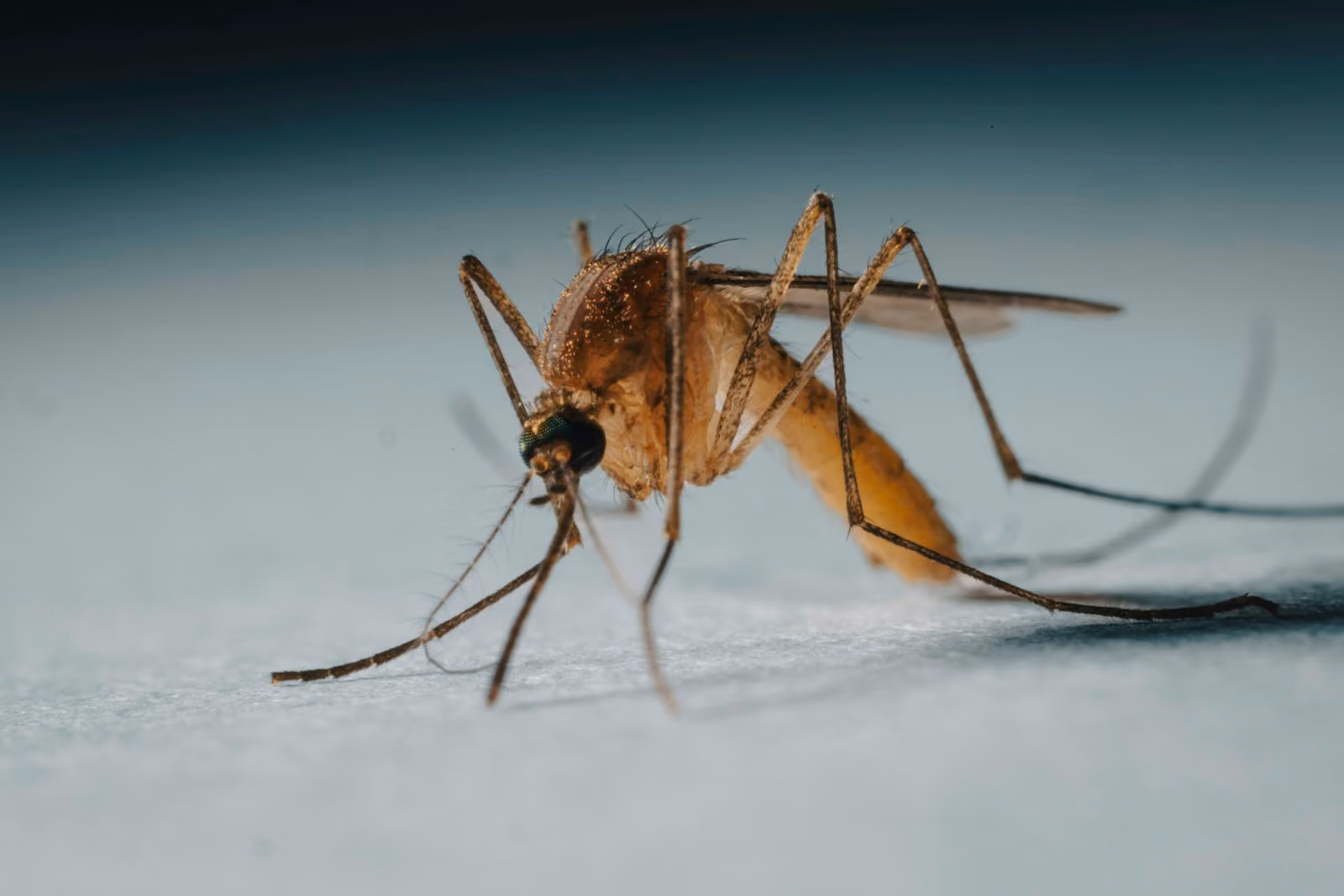 Close-up of a mosquito on a white surface