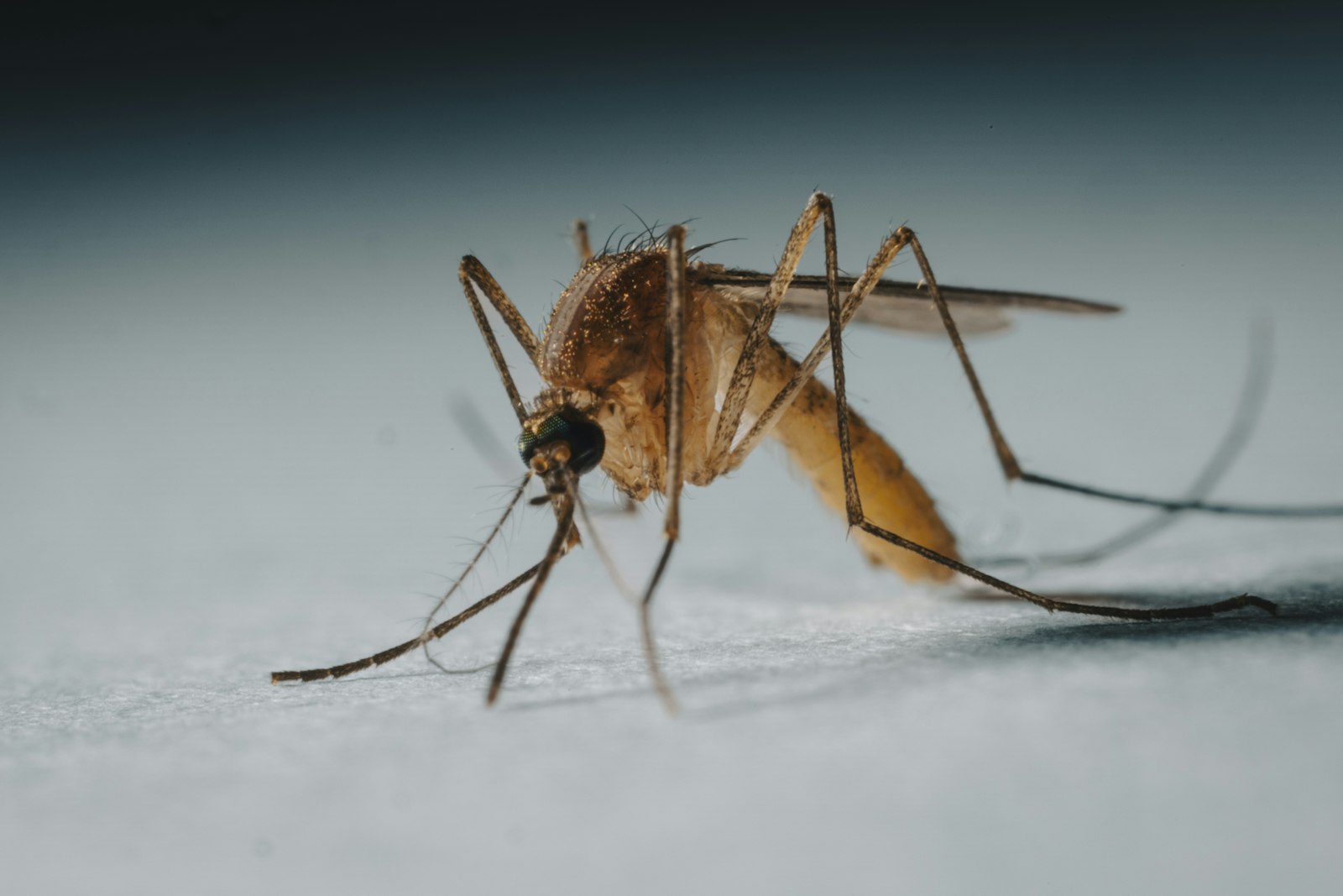 Close-up of a mosquito on a white surface