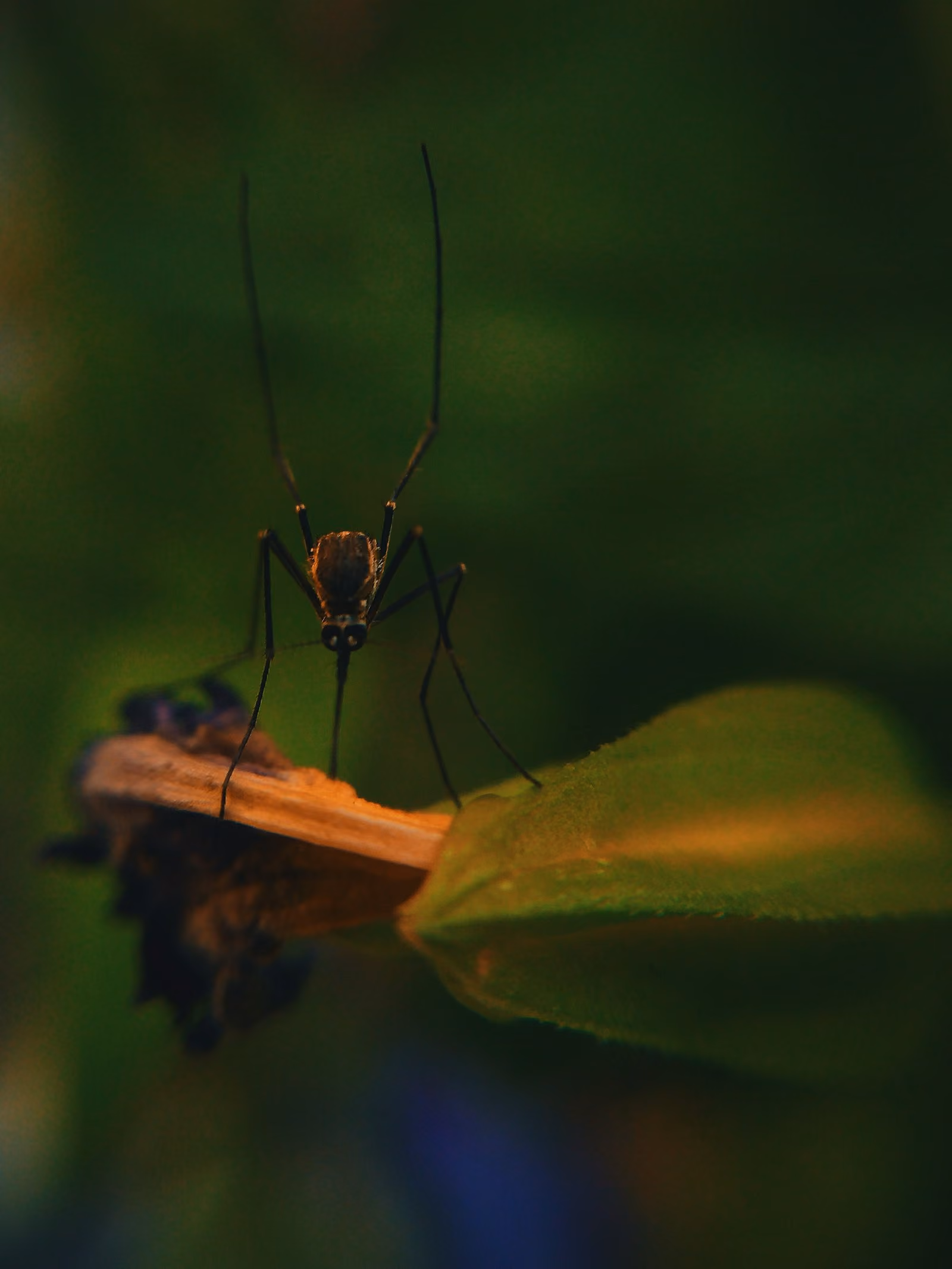 Macro photograph of a mosquito