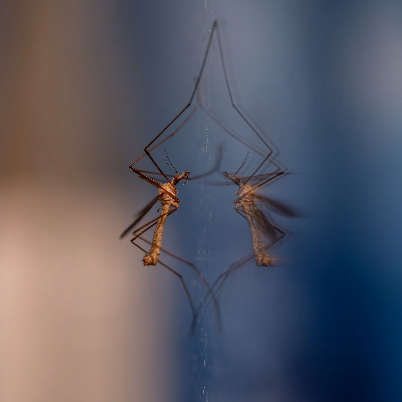 Close-up of mosquitoes