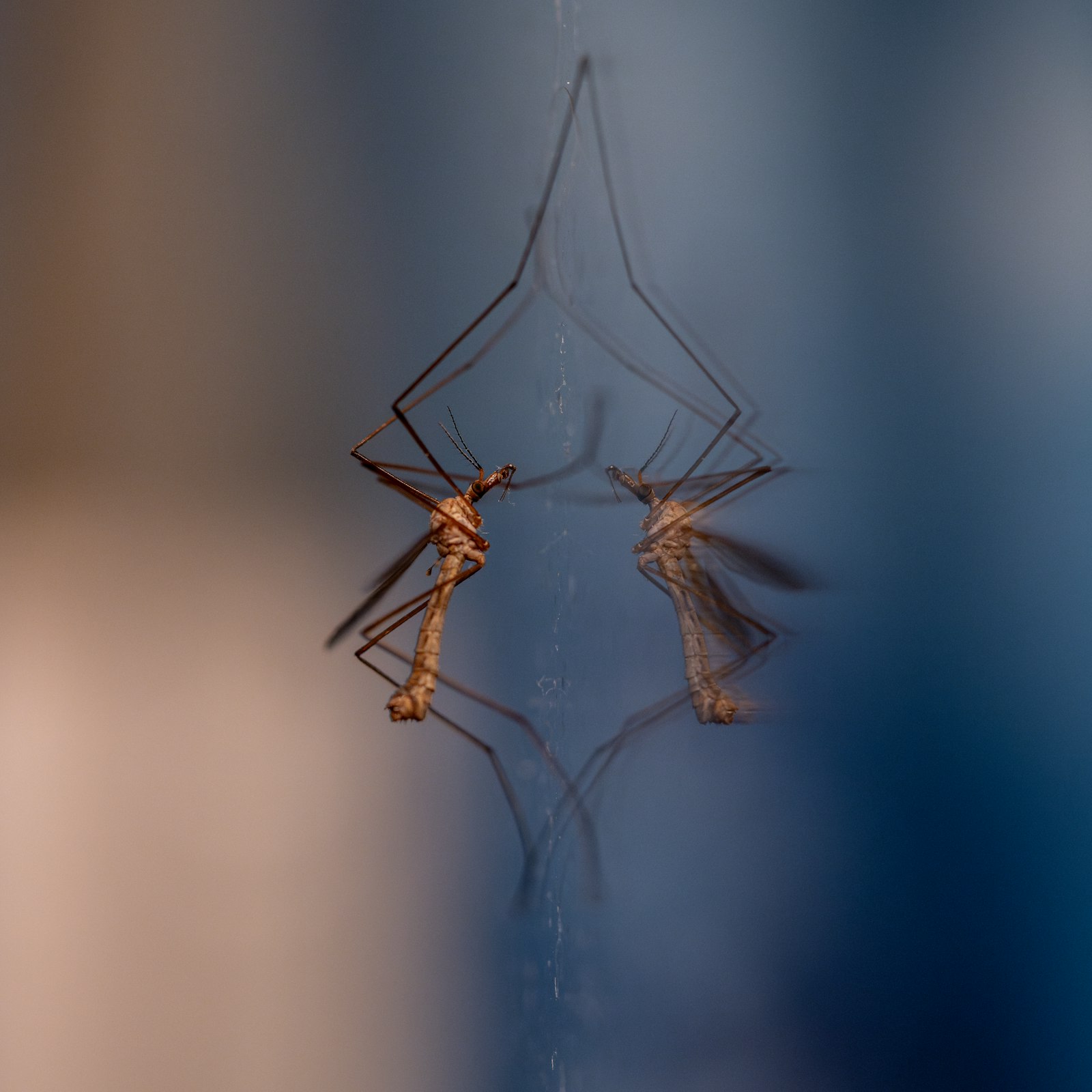 Close-up of mosquitoes