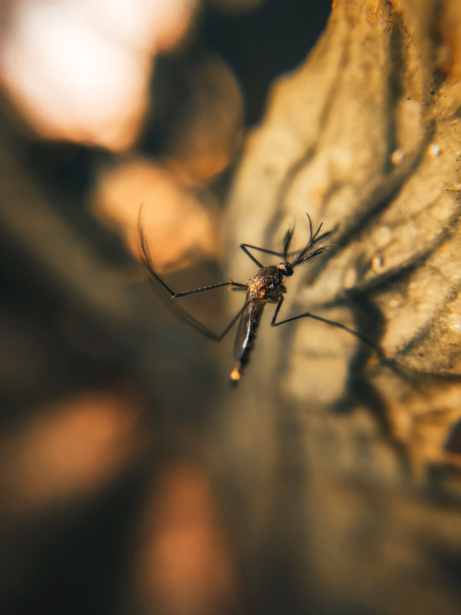 Close-up of a mosquito resting on a leaf