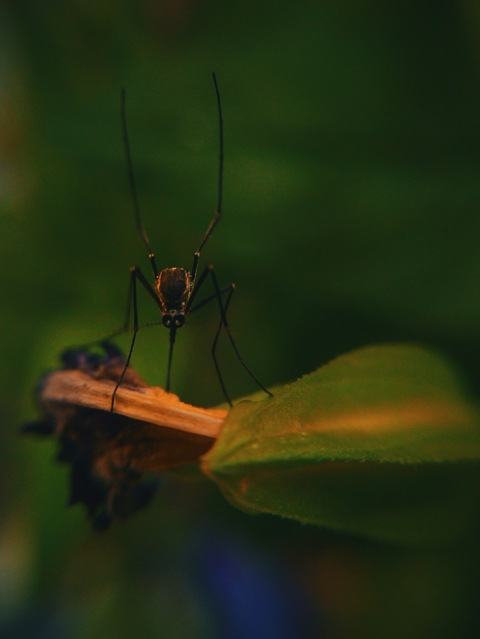 Macro photograph of a mosquito