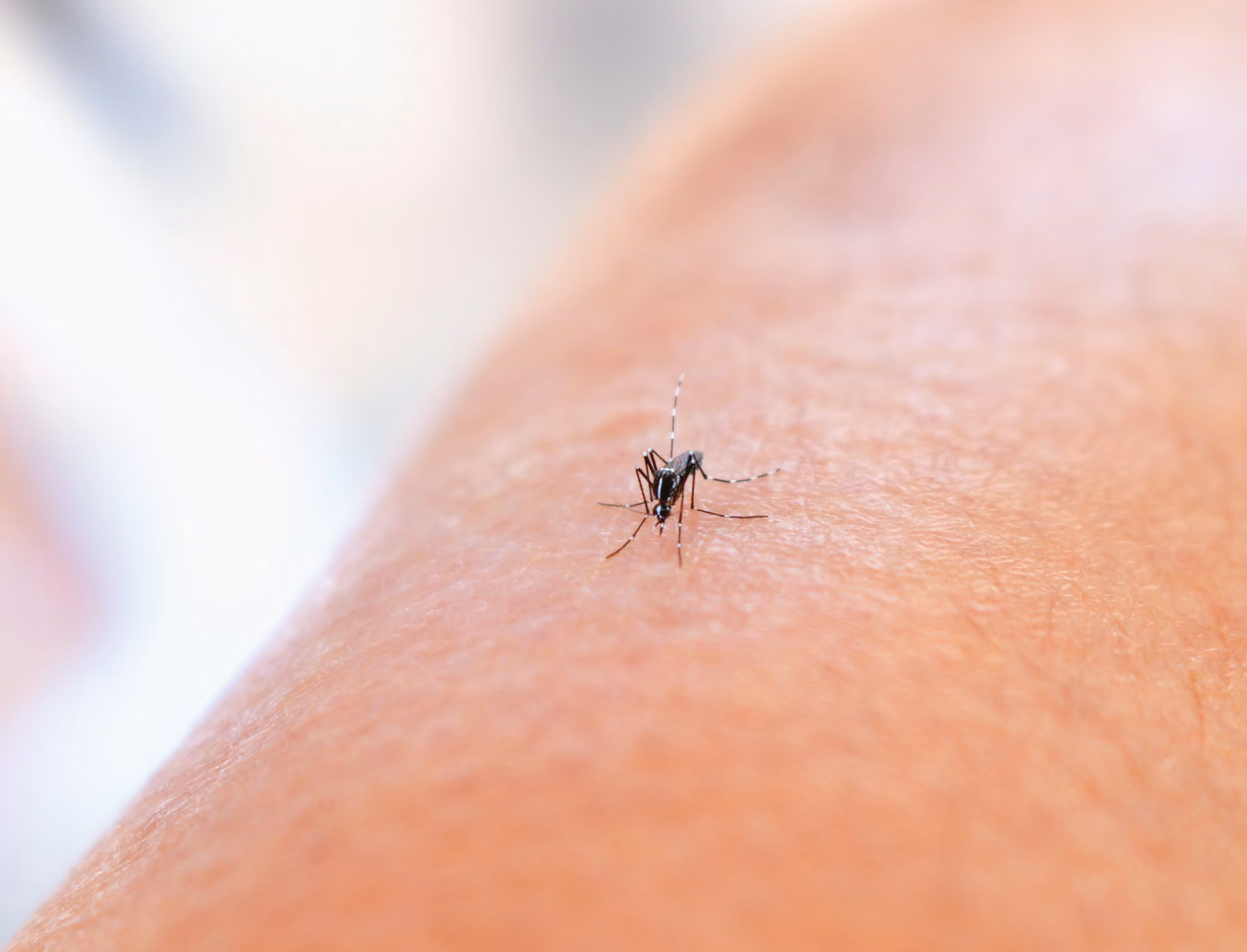Mosquito biting skin, the way West Nile virus spreads to people in the Atlanta area