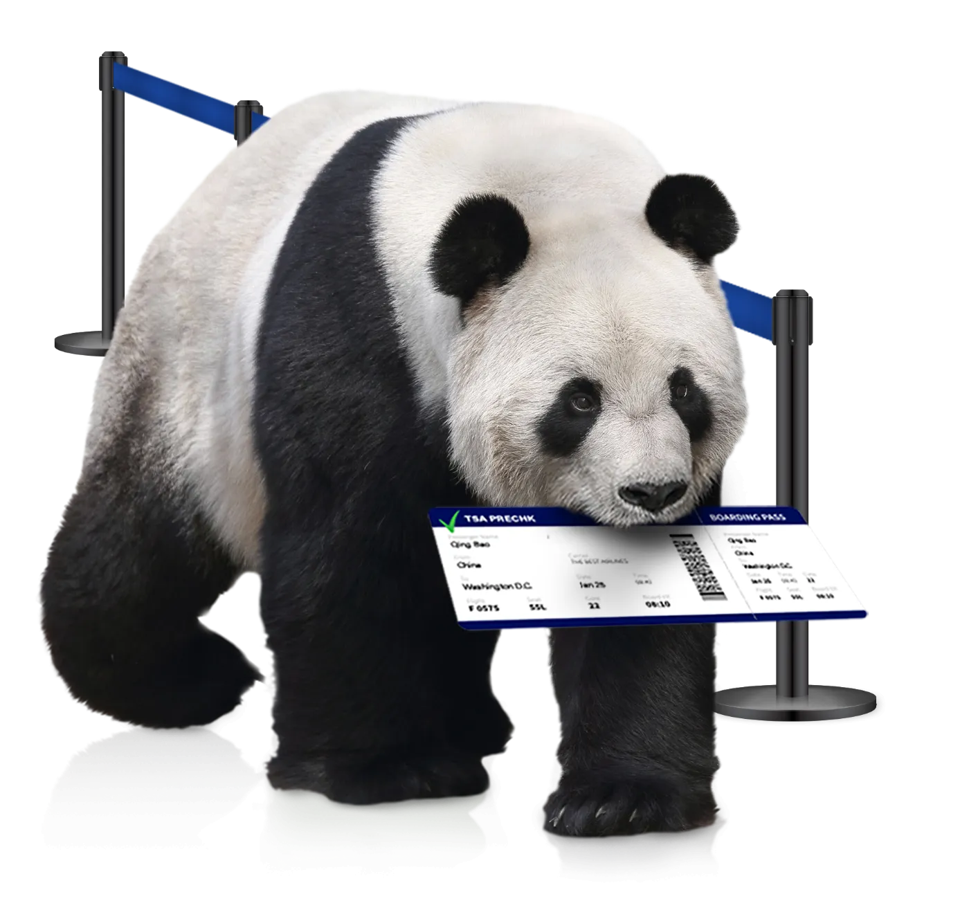 Giant panda holding a boarding pass in its mouth, walking past stanchions with blue belts.