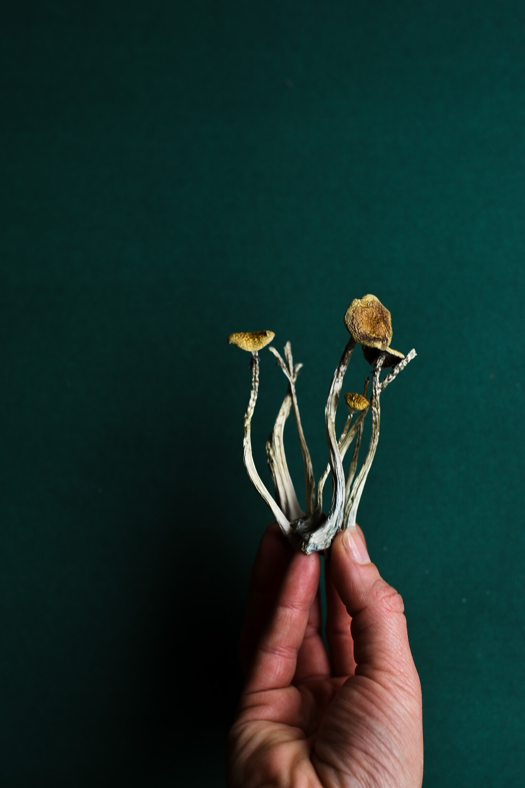 Hand holding a small cluster of dried mushrooms against a dark green background.