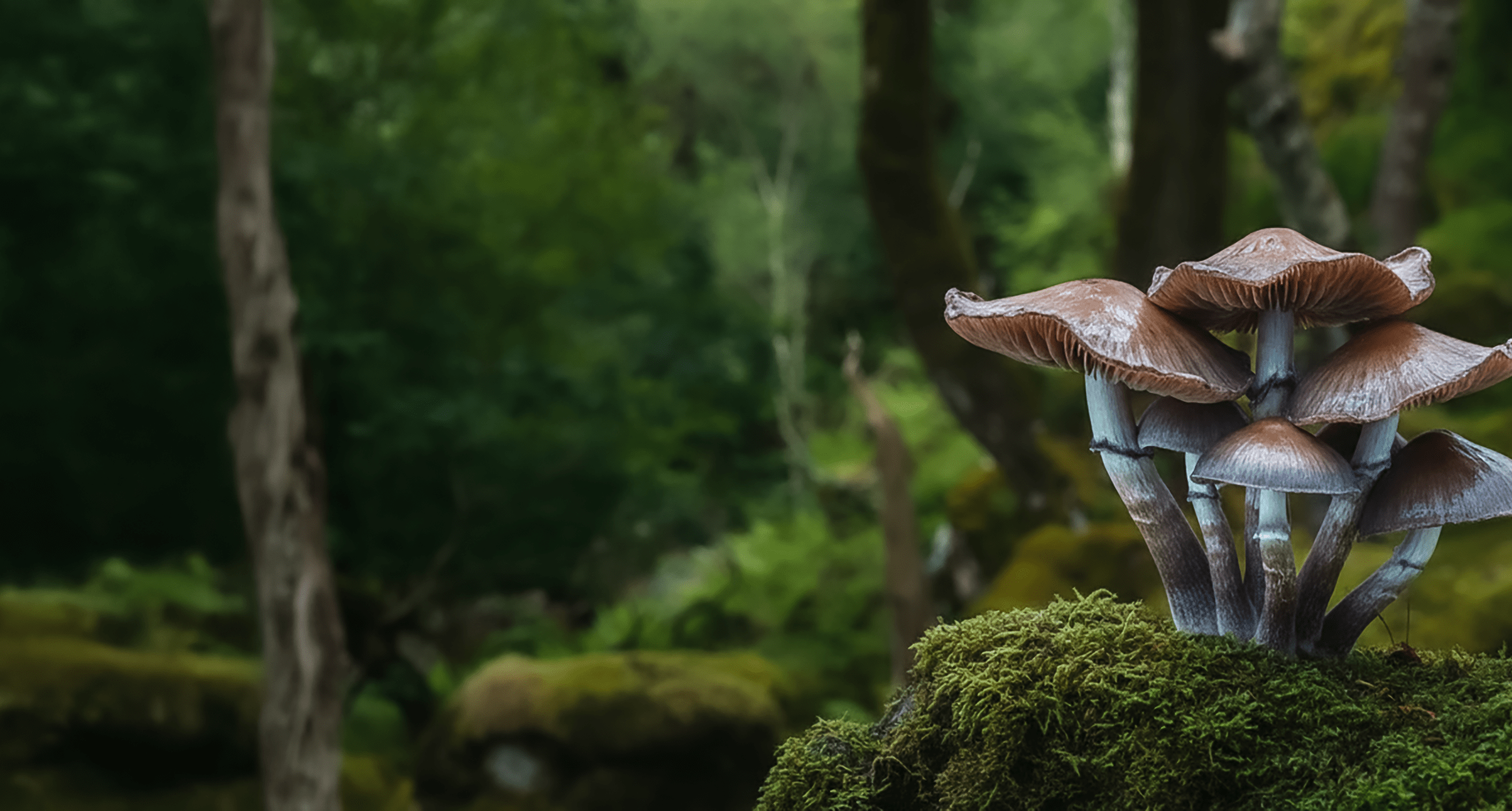 Banner web. Hongos en un bosque denso.